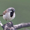 Black-throated Sparrow